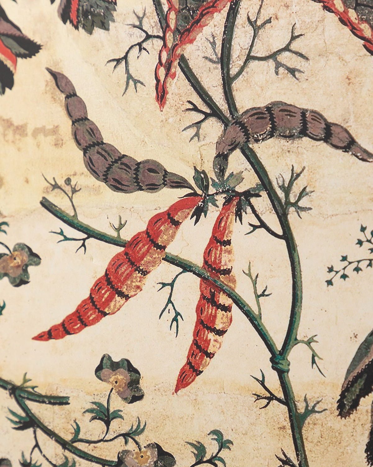 Berries & Leaves: Botanical illustration featuring green stems, spiky leaves, and red-brown segmented seed pods on a light background—ideal as vintage wall art or an eye-catching giclee print.