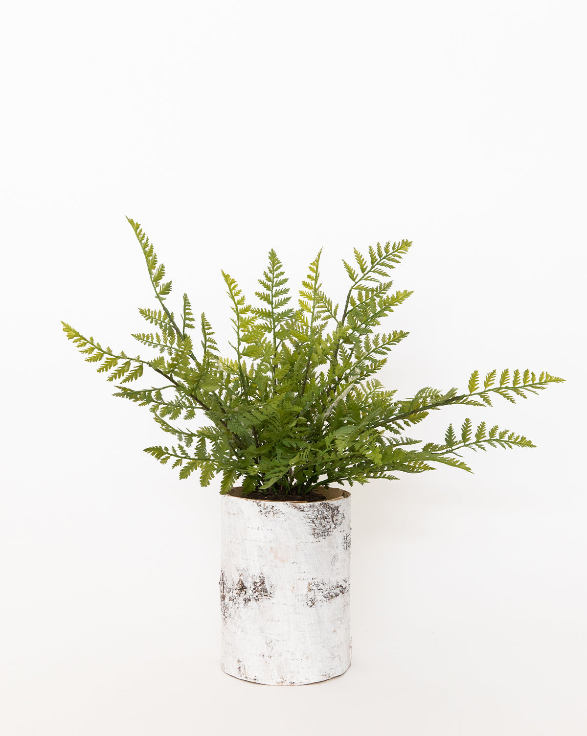 Birch Cylinder w/ Liner