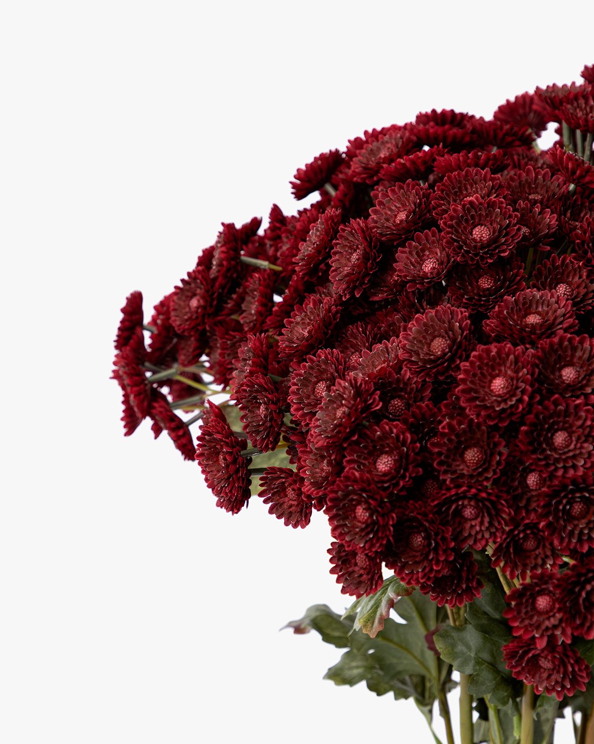 Perfect for seasonal décor, its densely layered petals stand out against a white background, by McGee & Co.