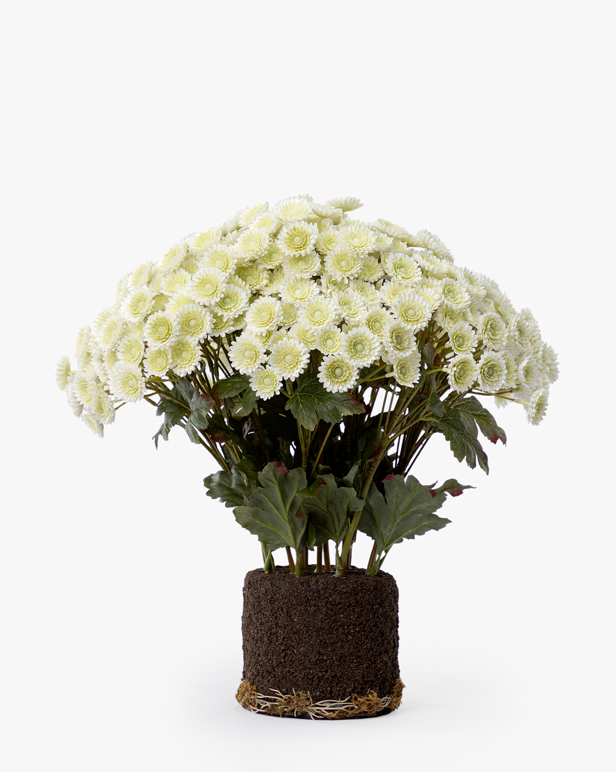 The Faux Mum Drop-In features a cluster of lifelike white chrysanthemums with green centers rising from visible soil, ideal for seasonal decor on a plain white background, by McGee & Co.