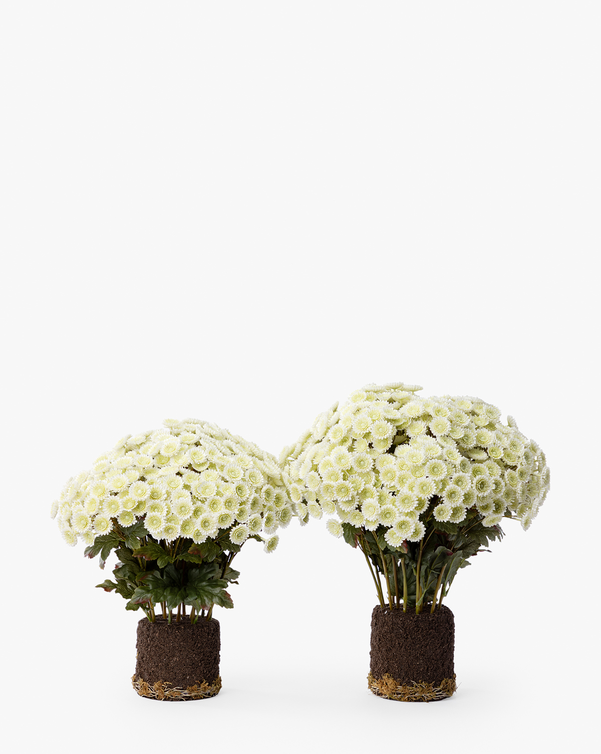 The Faux Mum Drop-In features two clusters of small white faux mum flowers with yellow centers and exposed roots, standing upright against a plain white background—ideal for seasonal décor, by McGee & Co.