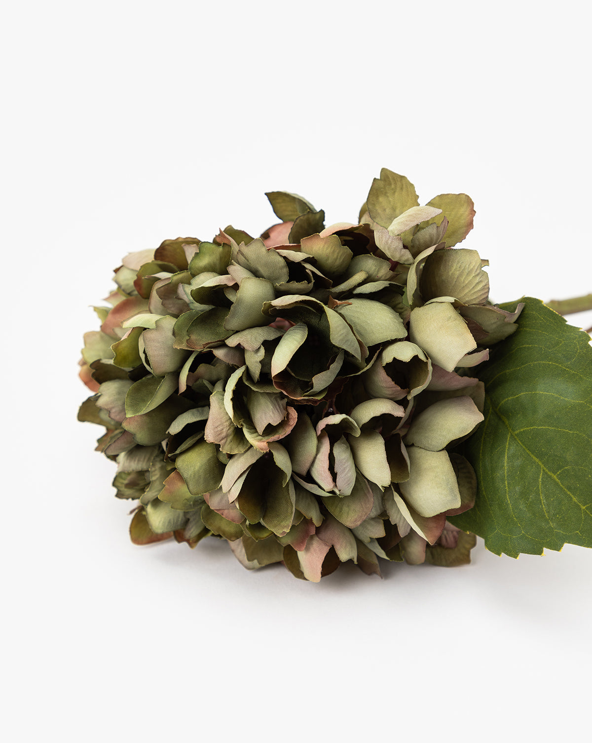 A single Green Hydrangea Stem with muted green and pink petals rests on a white background beside a large green leaf—an ideal touch to enhance your hydrangea arrangement, by McGee & Co.