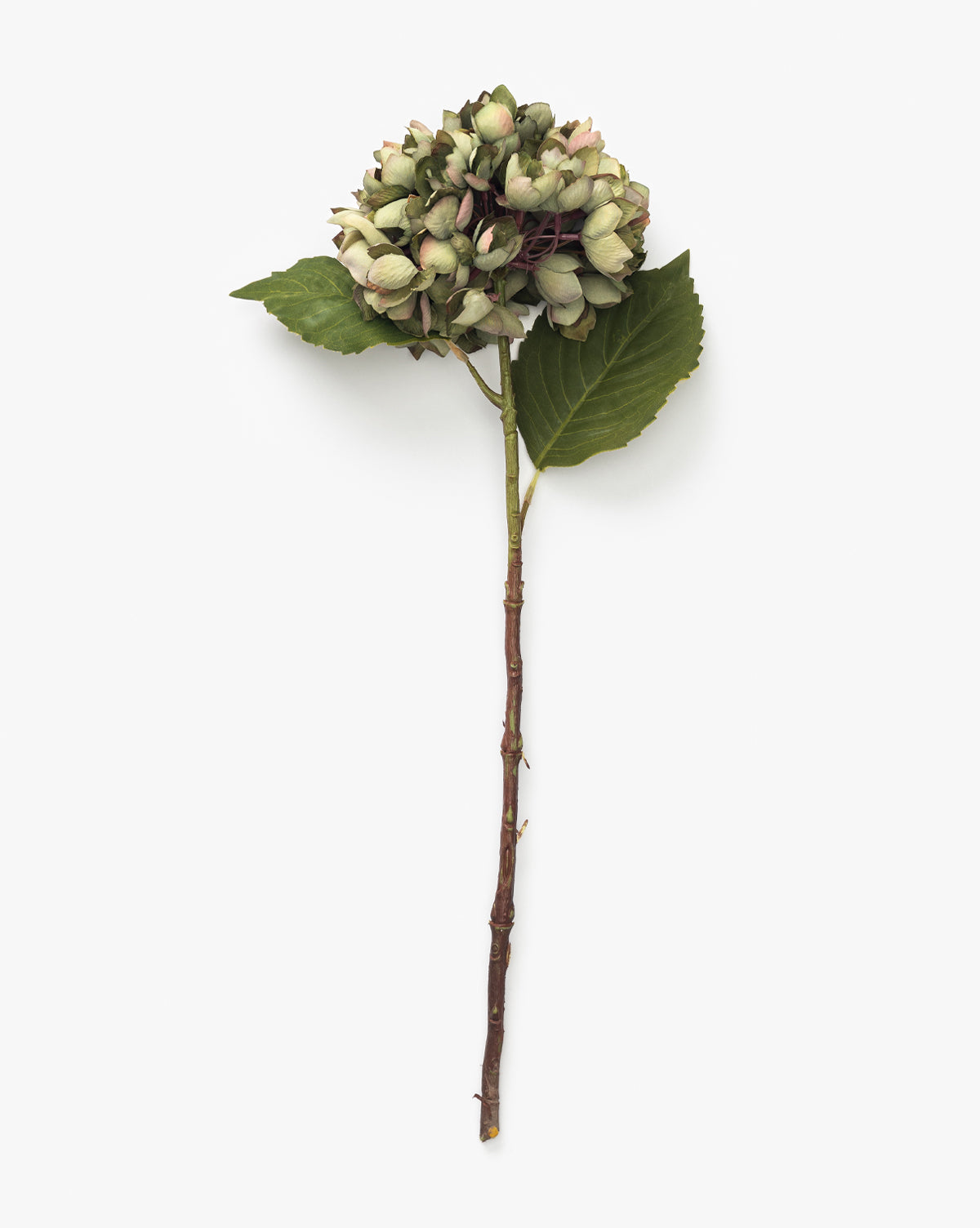 The Green Hydrangea Stem features a cluster of green and pink-tinted buds with two green leaves, ideal for hydrangea arrangements, shown against a plain white background, by McGee & Co.
