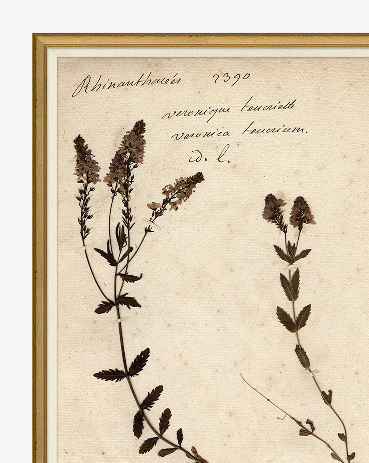 Herbarium Study VI