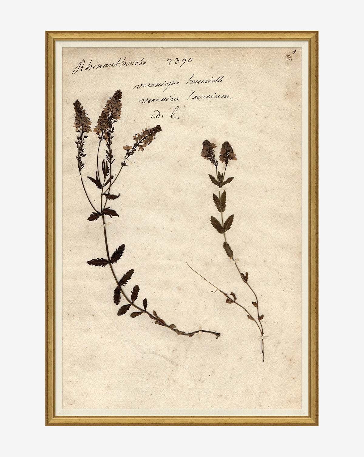 Herbarium Study VI