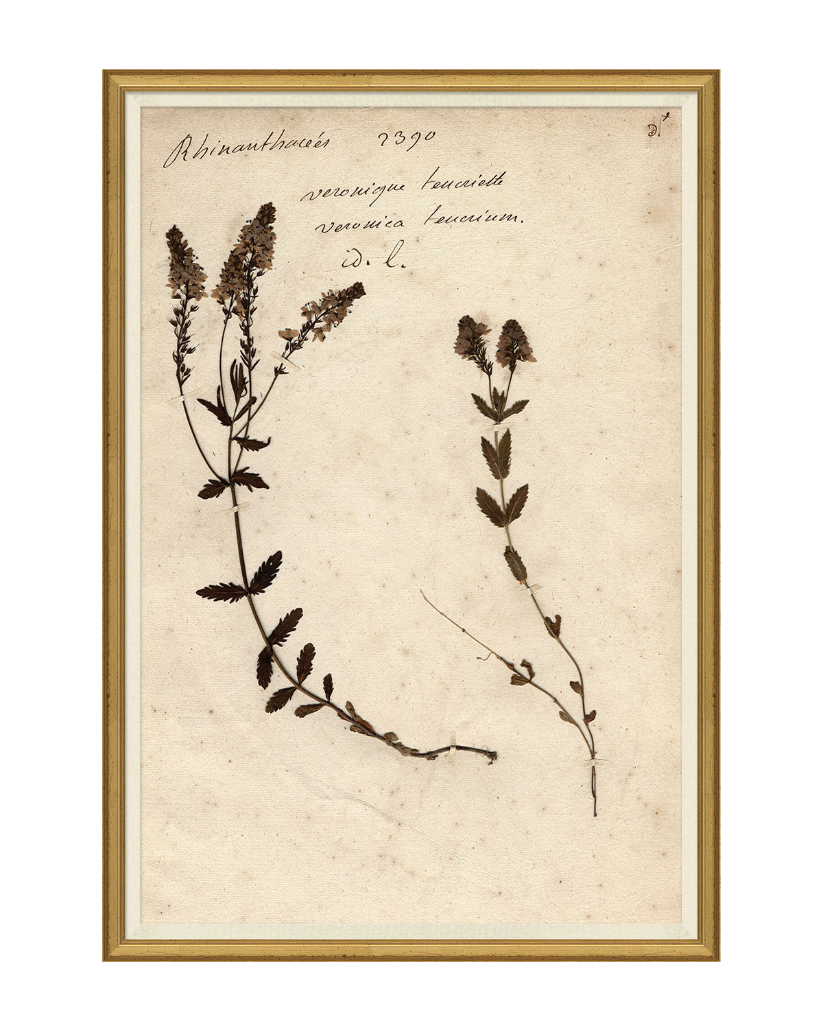 Herbarium Study VI