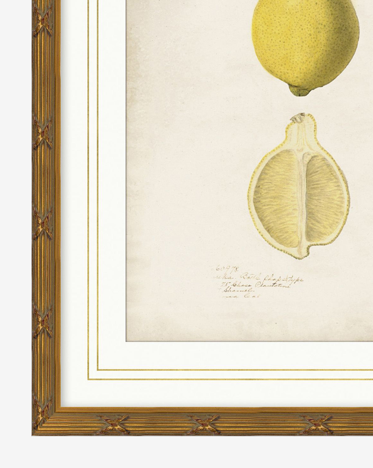 A close-up of Lemon Study, this classic framed illustration features a whole yellow lemon above a cross-section, handwritten notes below, and a wood frame with carved decorative pattern by McGee & Co.