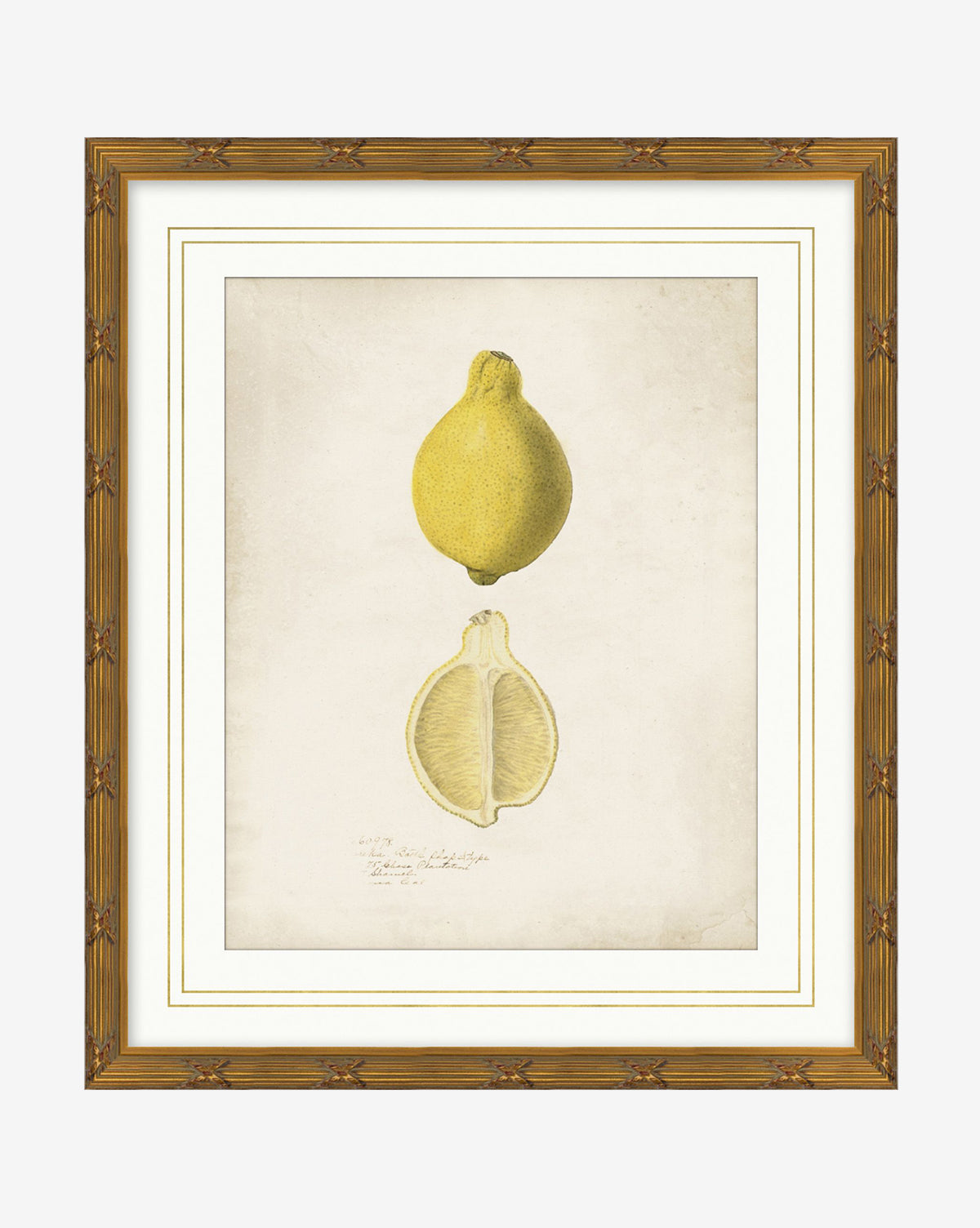 Classic wall art: “Lemon Study” features a framed botanical illustration of a yellow citron, displayed whole and halved to reveal its interior, with handwritten notes in a wood frame—perfect for adding timeless charm to your space, by McGee & Co.