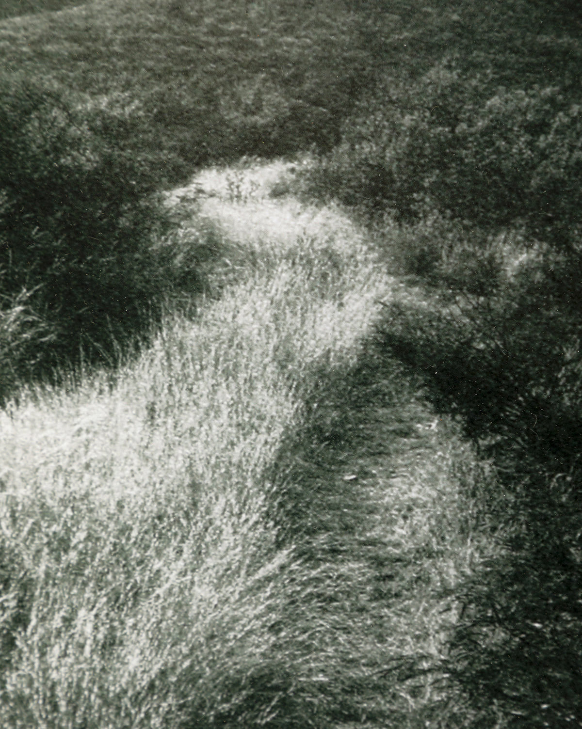 Muted Path Green by Carol Haymon features a narrow dirt path winding through tall grass amid lush green vegetation. This serene scene is captured in a black and white photograph and beautifully presented in an American Maple frame.
