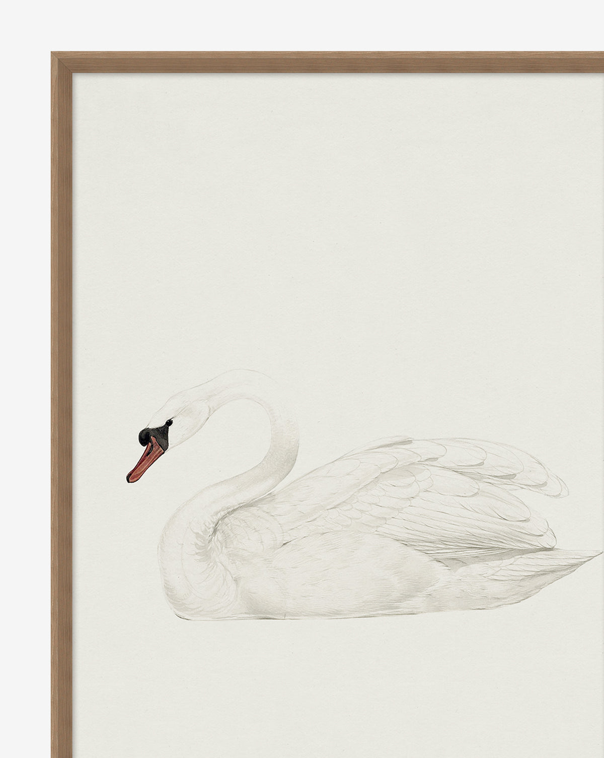 Neutral Swan: a framed giclee print depicting a white swan with an orange and black beak floating on a plain, light background, elegantly set in a walnut wood grain frame.