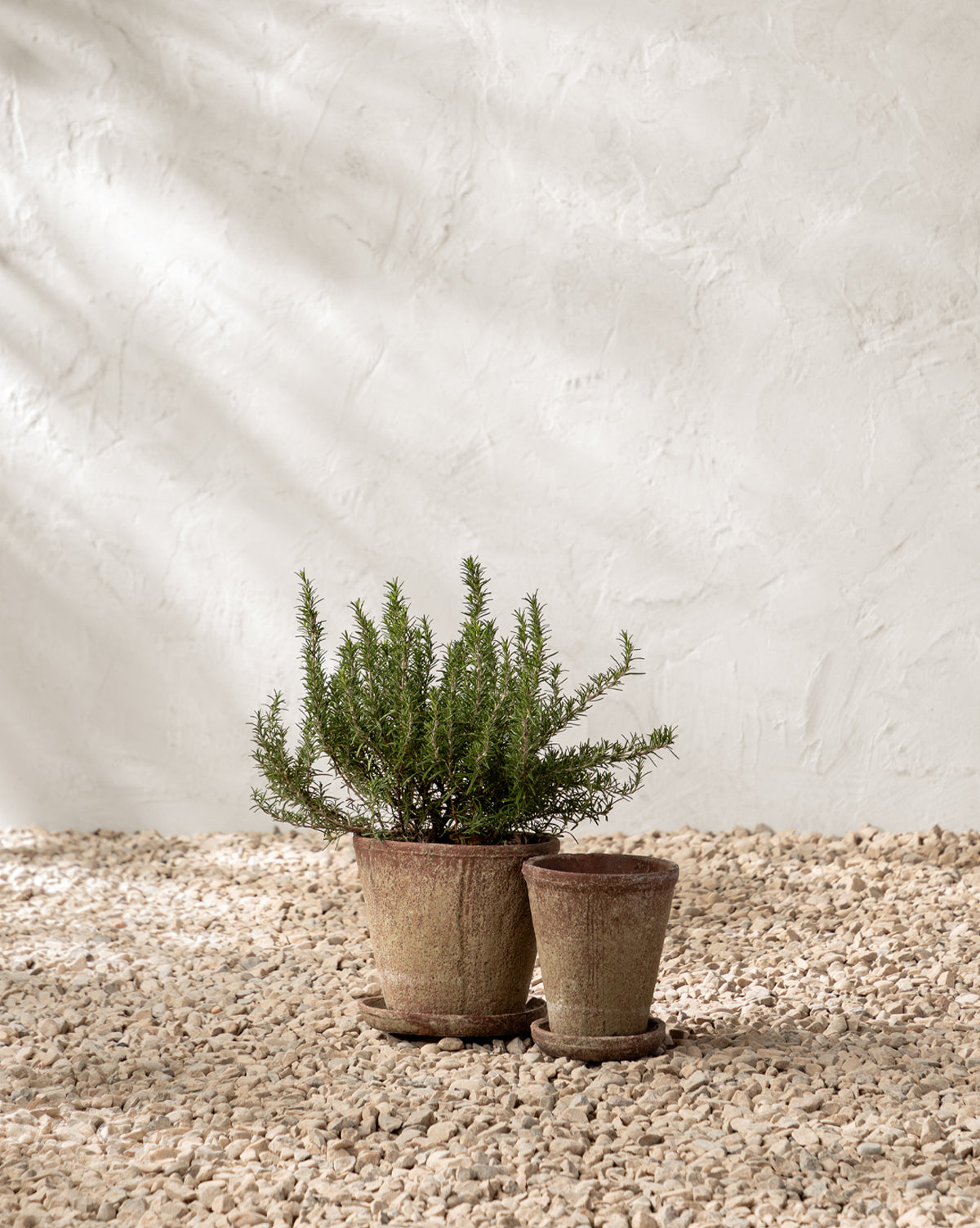A small green plant sits in the Oksana Distressed Cement Planter by Creative Co-op, resting on light pebbles with a smaller empty pot nearby. The white textured wall behind is softly lit, creating natural shadows—McGee & Co.