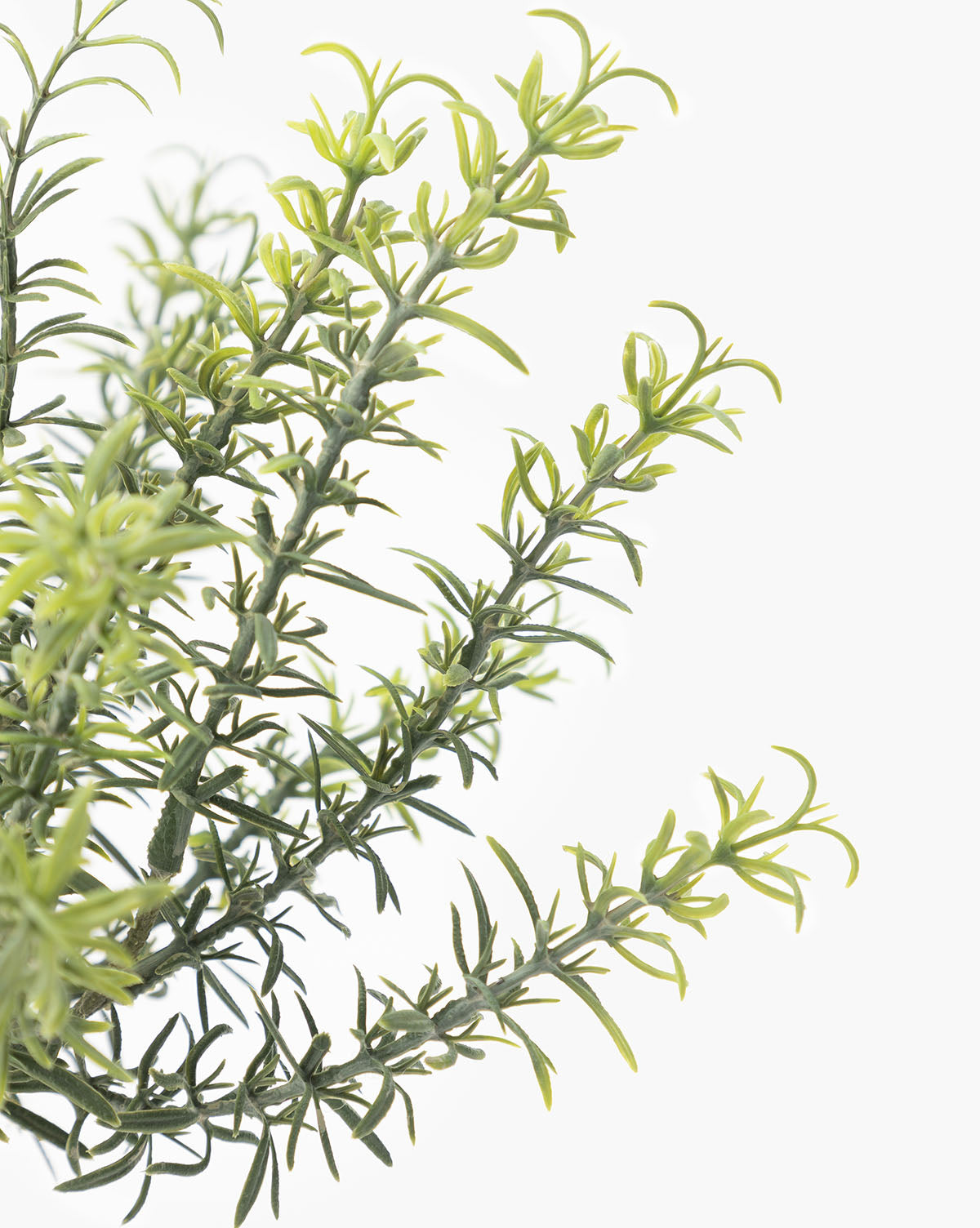 Close-up of green, needle-like leaves on the Potted Faux Rosemary Topiary, styled to look like a real herb. Set against a white background, it’s perfect as a low-maintenance faux plant for any terracotta pot.