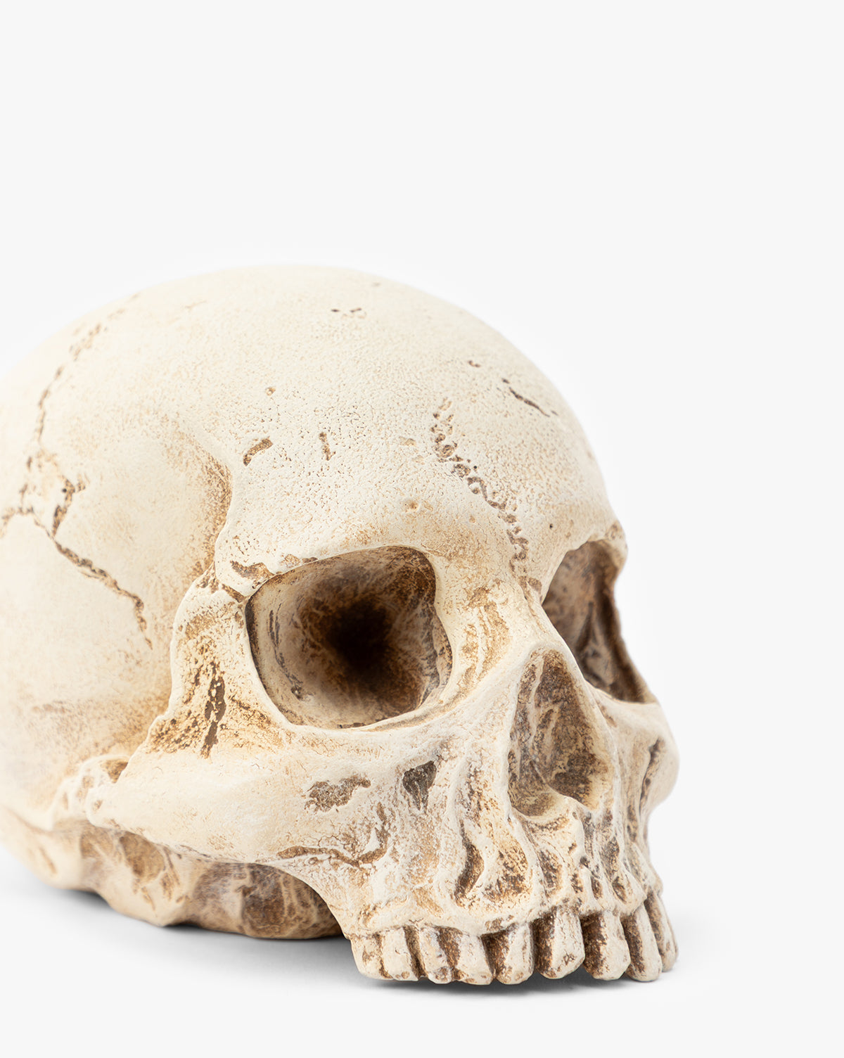 Resin Skull Object