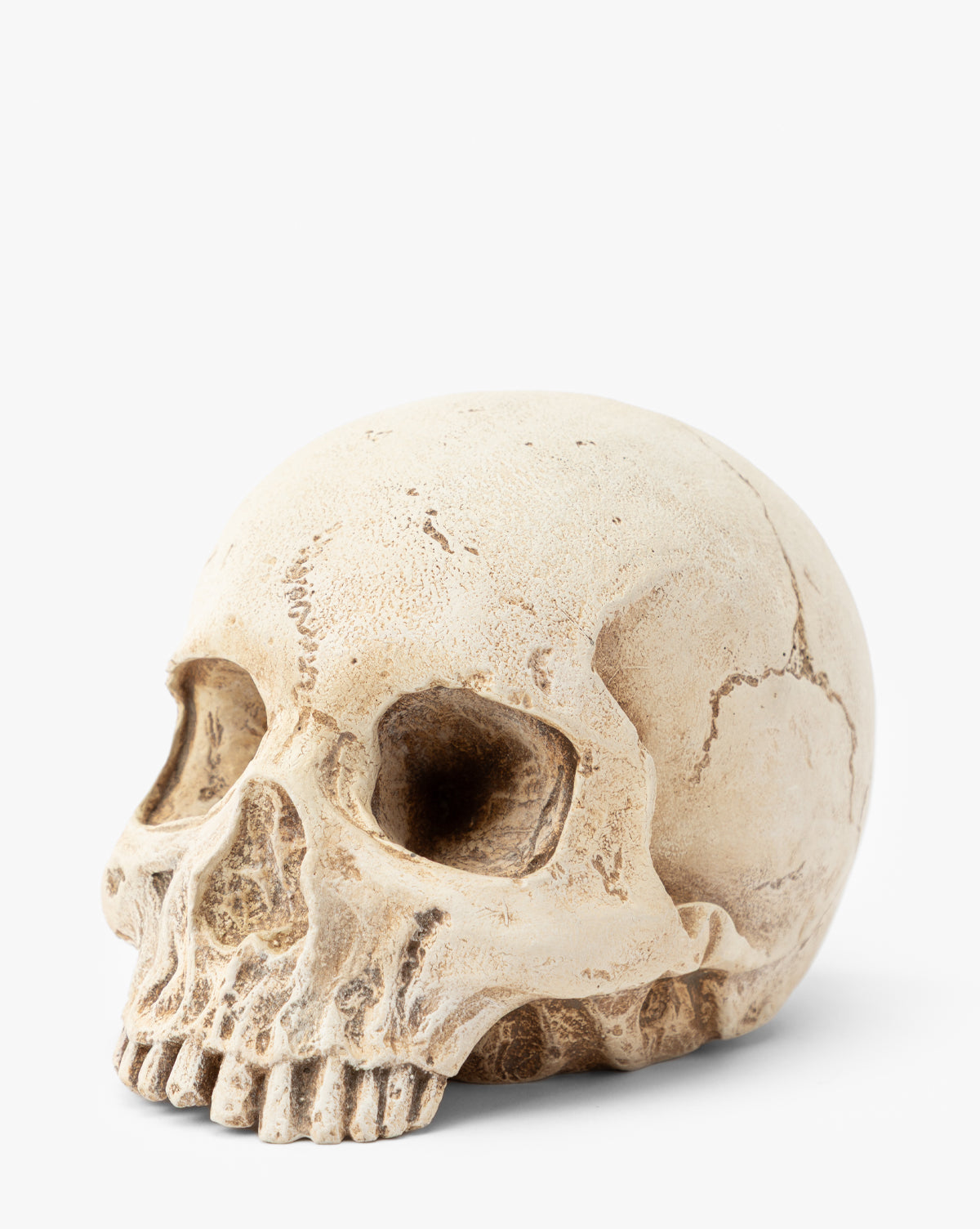 A realistic, beige Paper Mache Skull is displayed on a plain white background at a three-quarter angle, with textured cracks for an authentic look—perfect as a spooky Halloween centerpiece and for showcasing anatomical details, by McGee & Co.
