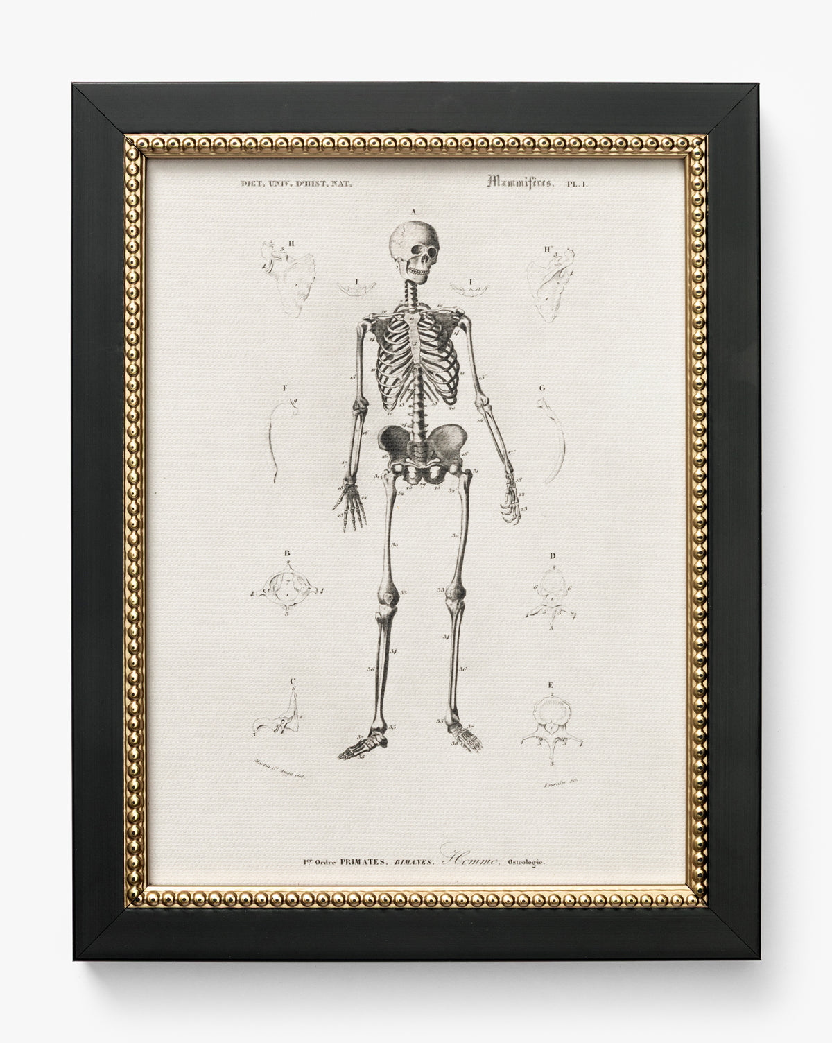 Skeleton Anatomy: A framed vintage illustration of the human skeleton with detailed bone and joint sketches on a white background, displayed in a black frame featuring a gold beaded inner border, by McGee & Co.