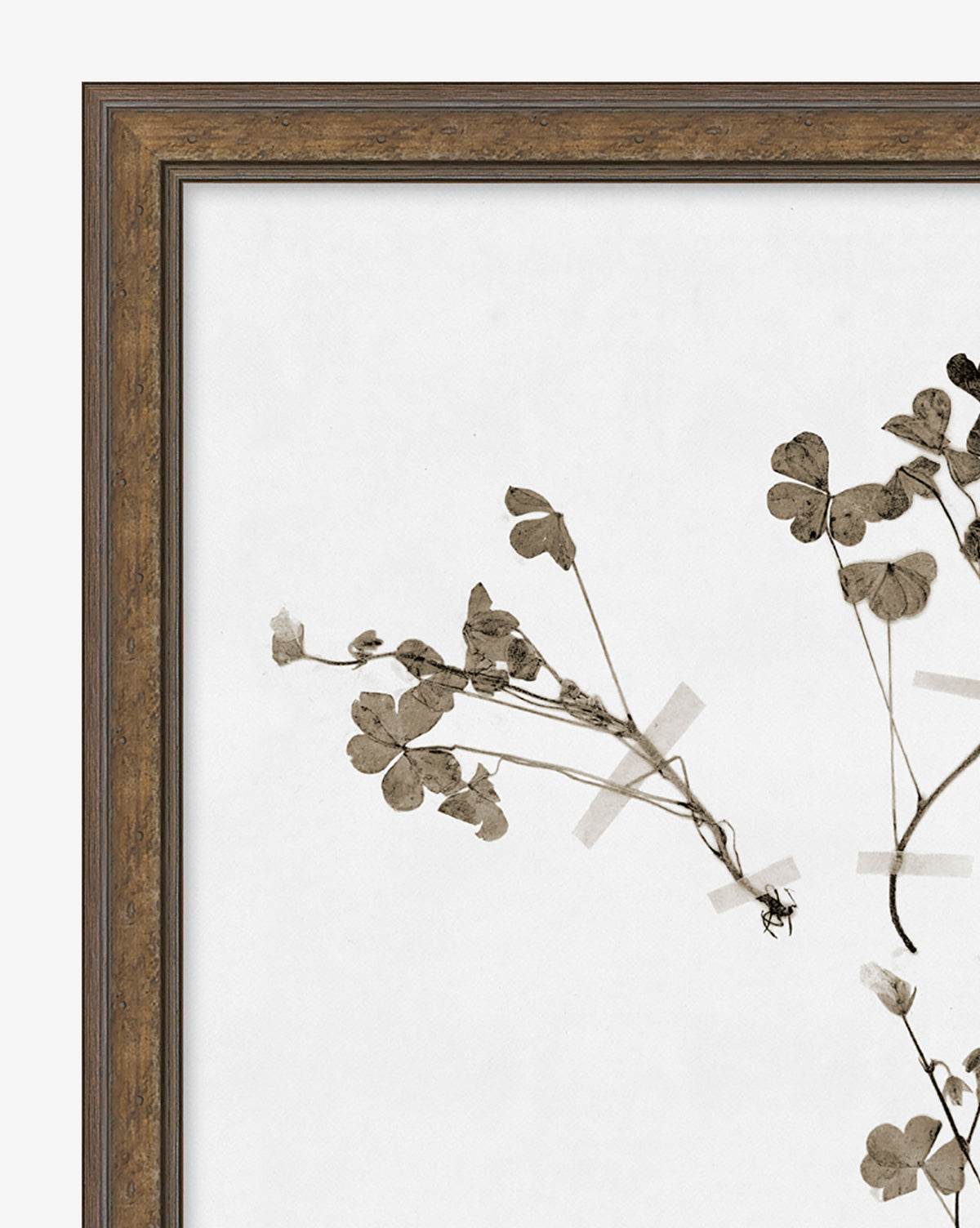 A close-up of Subdued Botanicals I shows framed botanical art with dried clover stems and leaves taped to a white background using translucent tape, all set in a wooden frame with a textured light walnut finish.