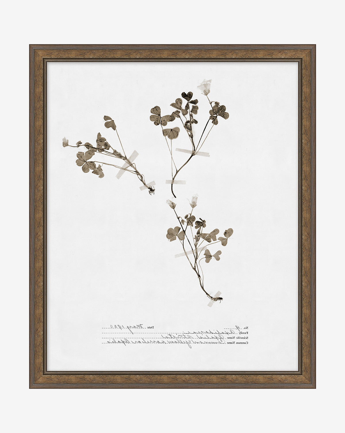 Subdued Botanicals I is a giclee print displaying dried, pressed stems and leaves on white paper with handwritten notes, all set in a light walnut frame.