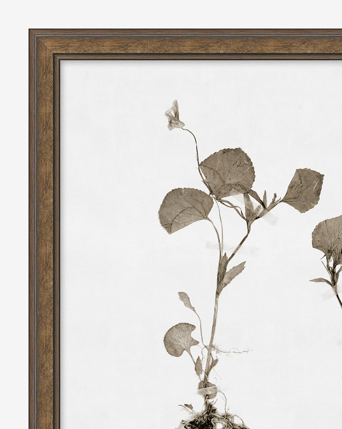 Sepia-toned botanical wall art featuring a plant with round leaves, visible roots, and a small flower. Subdued Botanicals II is beautifully displayed as a giclee print in a brown wooden frame against a white background.