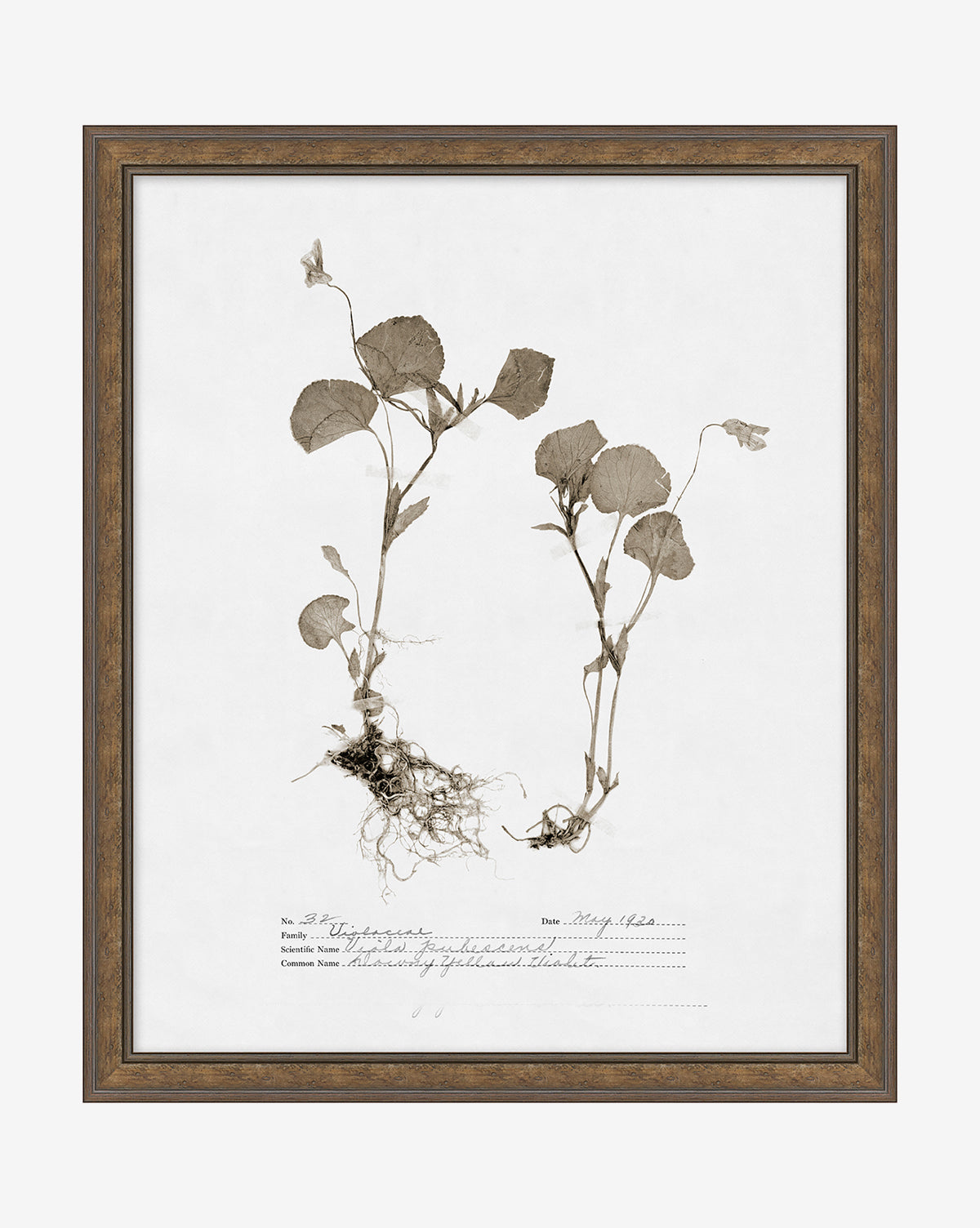 Framed botanical wall art, Subdued Botanicals II, displays a giclee print of two pressed flowering plants with roots and leaves, labeled in handwritten text on a white background.