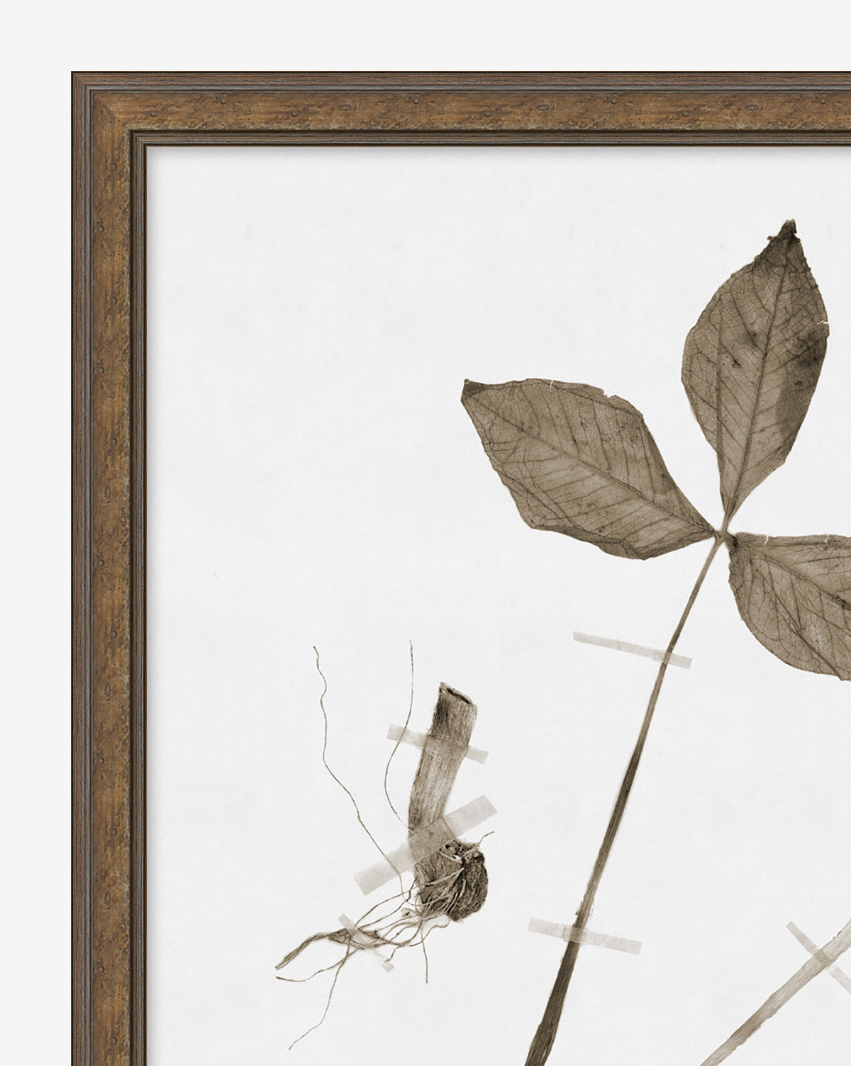 Subdued Botanicals III features a sepia botanical illustration of a plant with three broad leaves and exposed roots on white paper, framed in a simple brown wooden frame—an elegant floral wall art piece.