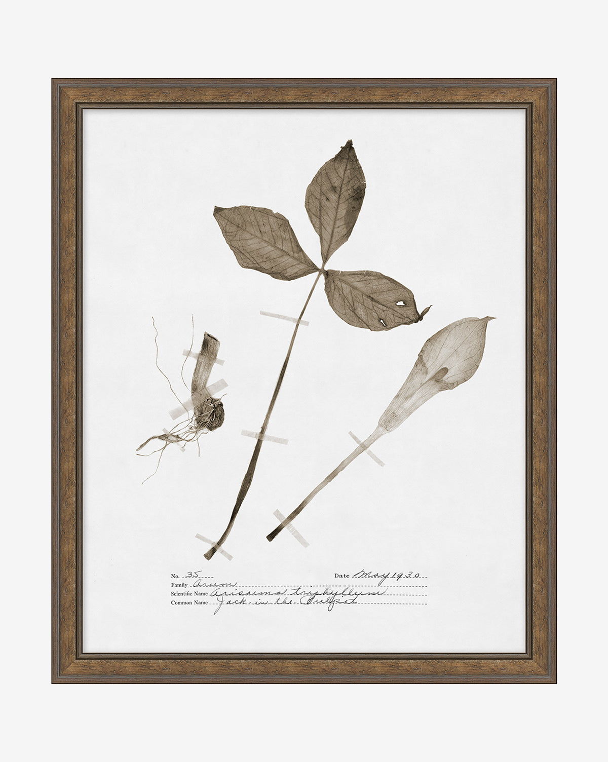 Subdued Botanicals III is a framed giclee print of a pressed plant specimen with three leaves, a root, and a flower, displayed on white paper with handwritten scientific notes—ideal for fans of floral wall art.