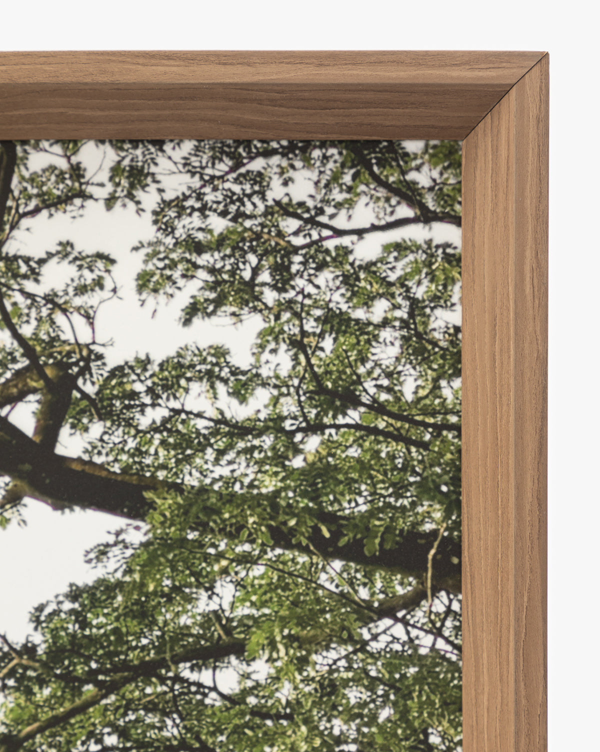 A close-up of the Treetops photo in a natural wood frame, featuring tree branches and green leaves against a white sky—ideal as photographic wall art.