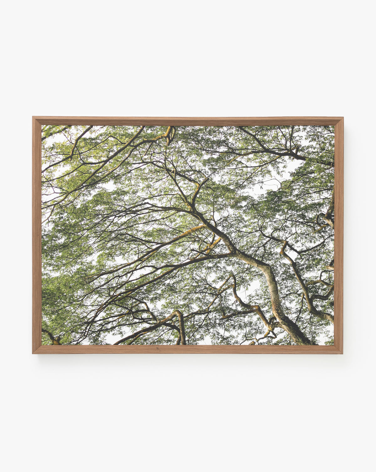 Treetops is a striking photographic composition of green-leaved tree branches against a bright sky, beautifully presented in a light brown natural wood frame.