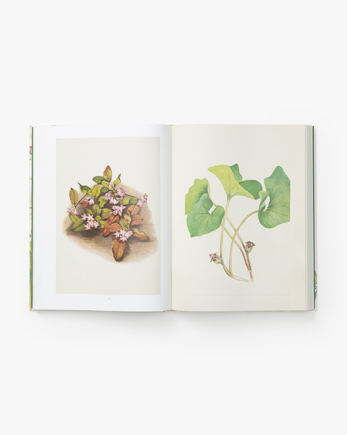 The open book Wild Flowers of North America displays botanical watercolors: the left page shows a leafy wildflower with pink blooms, while the right features a plant with large green leaves and long stems on a plain background.