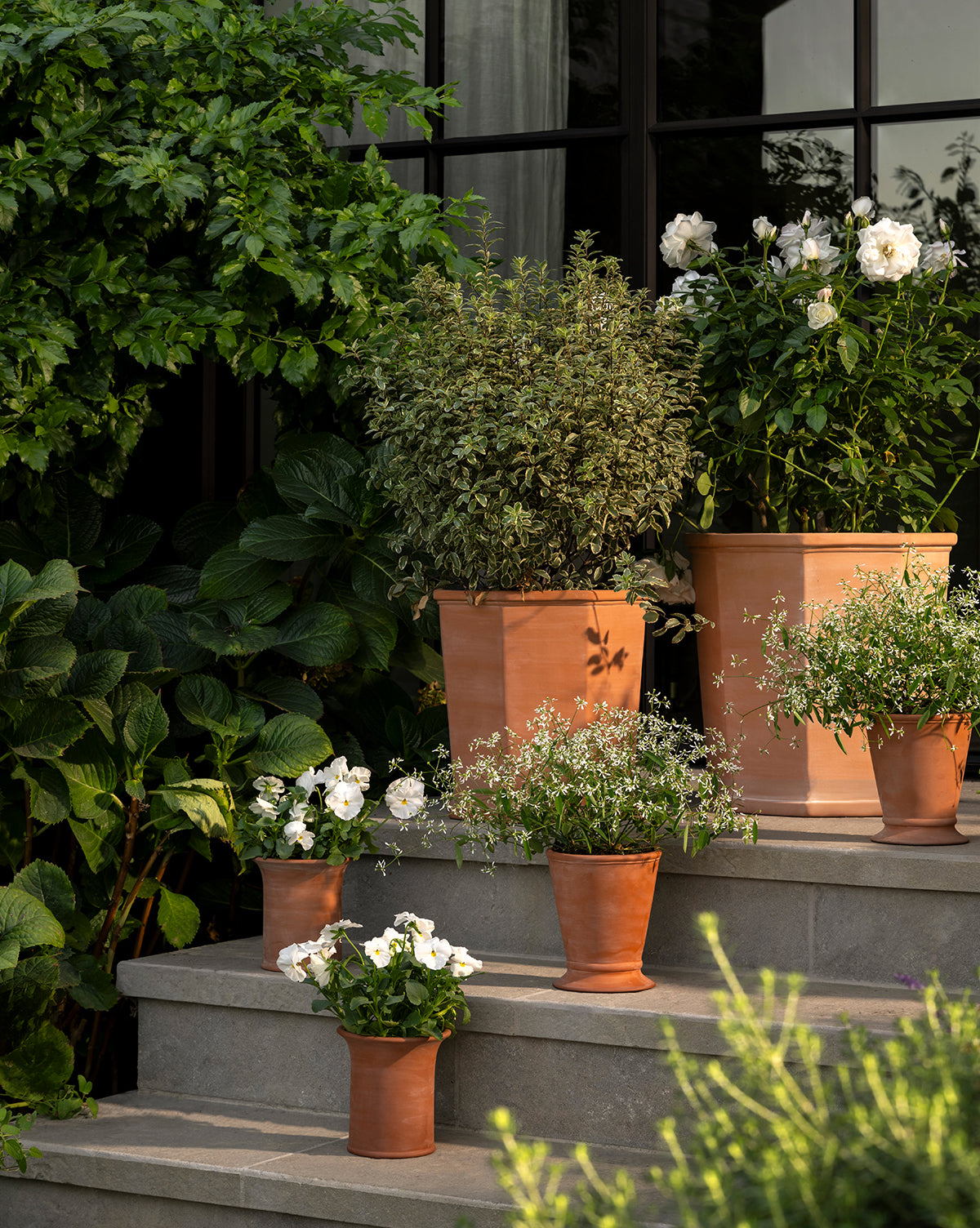 The Lorenzo Terracotta Pot with green plants and white flowers is arranged on stone steps by a window, surrounded by lush foliage and climbing plants, by McGee & Co.