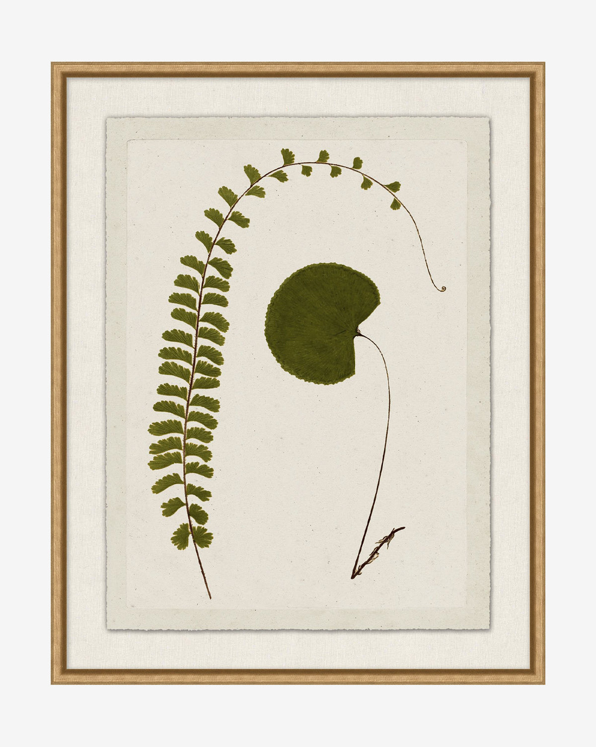 Botanical Pressings II: A framed art print showcasing a long, arching fern frond and a round leaf on a textured cream background, beautifully accented with a gold-finished frame, by McGee & Co.