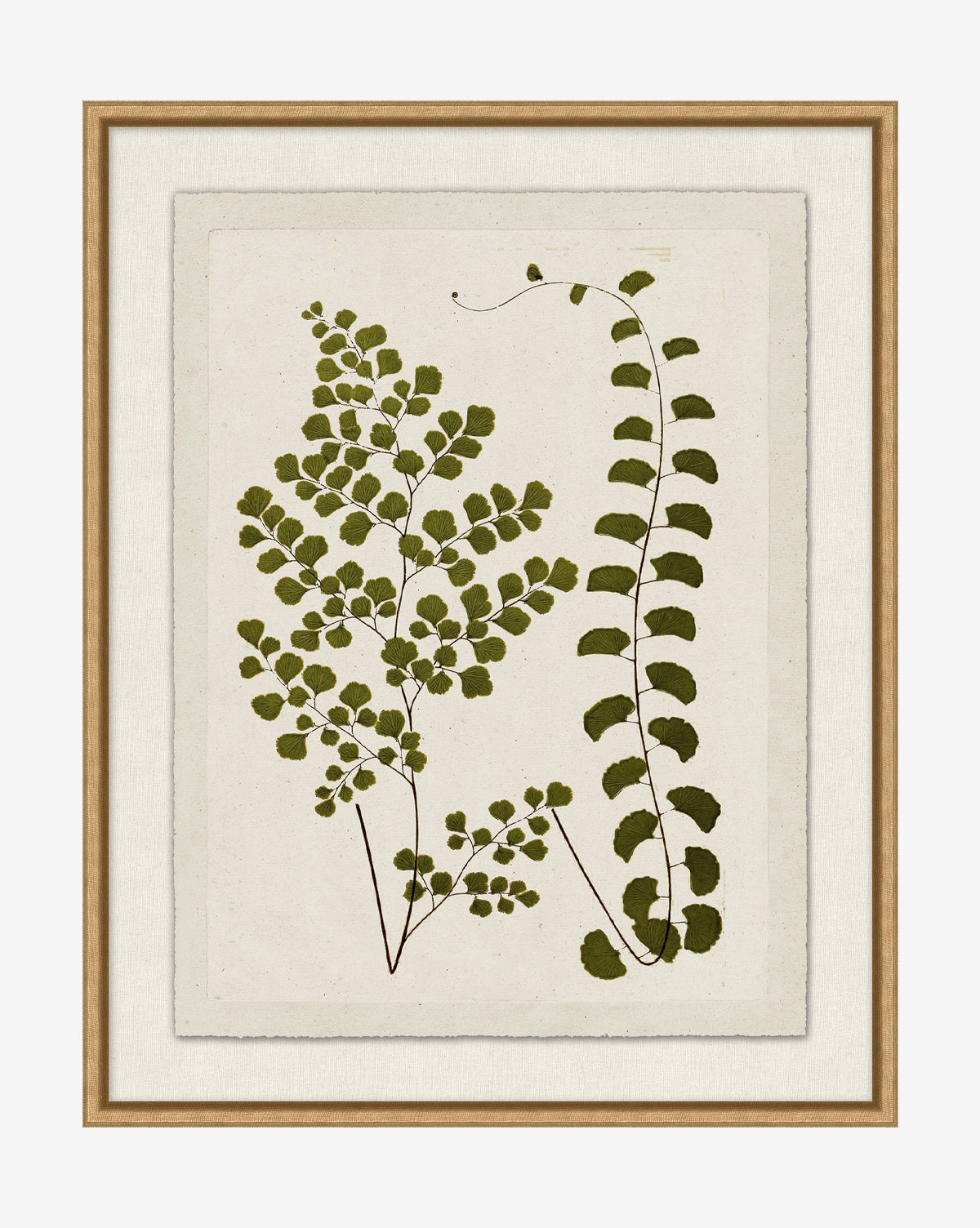 Botanical Pressings III is a framed giclee print showing two green fern stems with unique leaf patterns on a textured off-white background, set in a wooden frame with a neutral inner mat, by McGee & Co.