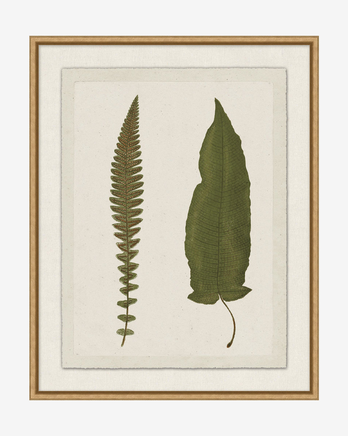 Botanical Pressings VII: a framed giclee print featuring a slim fern and broad leaf displayed on beige, set in a stylish gold-finished frame, by McGee & Co.