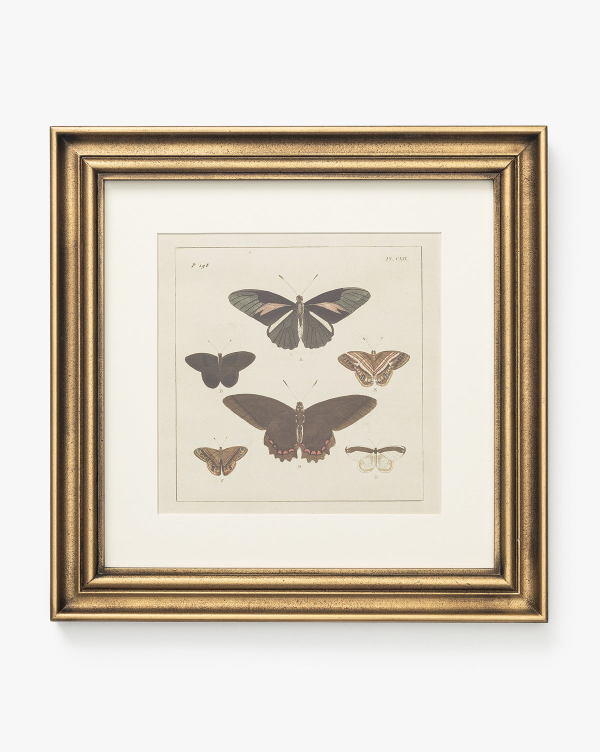 Butterfly Collage
