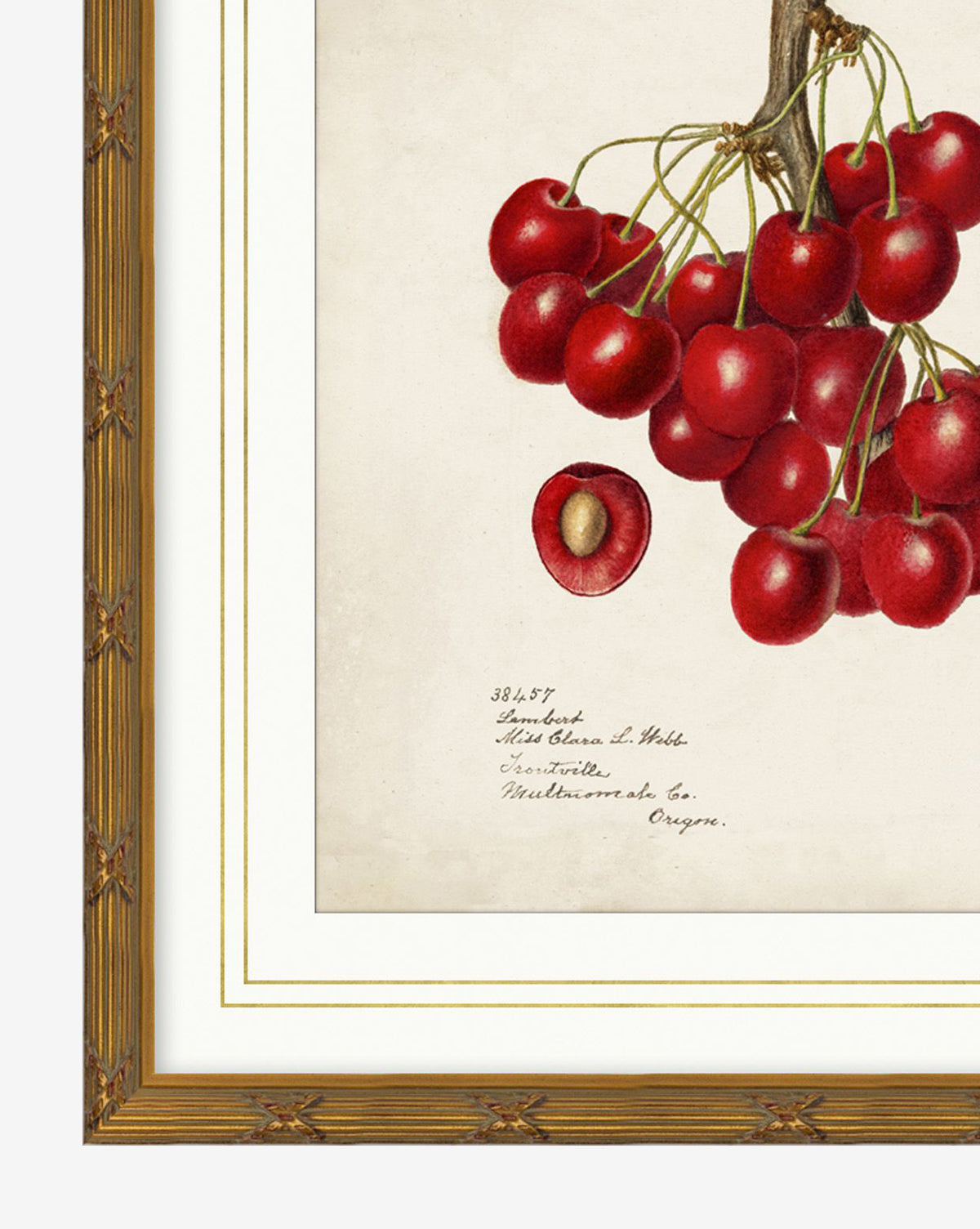 Cherry Study is a framed botanical print featuring a cluster of vibrant red cherries, including one halved to show the pit, with handwritten notes beneath. Presented on a cream background in a gold wood frame by McGee & Co.