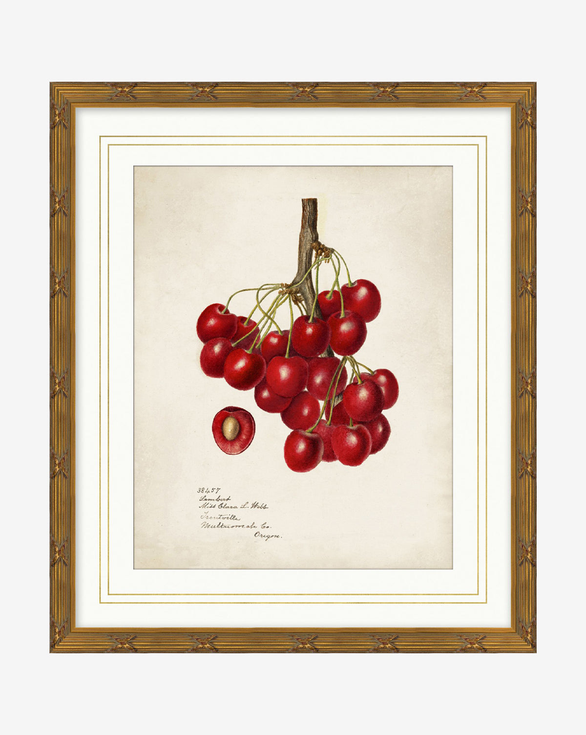 Cherry Study: A vibrant bunch of red cherries, one halved to reveal the pit, set on a cream backdrop with handwritten notes and displayed in an elegant gold wood frame, by McGee & Co.