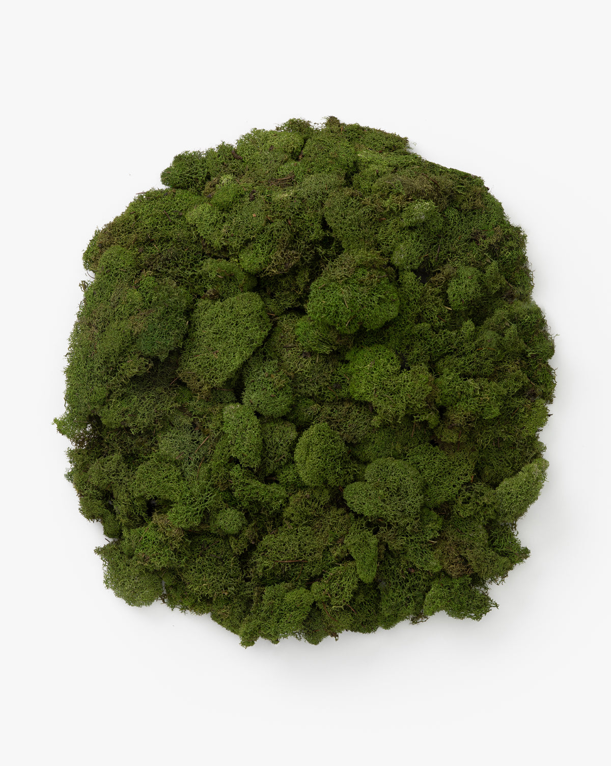 Dried Reindeer Moss