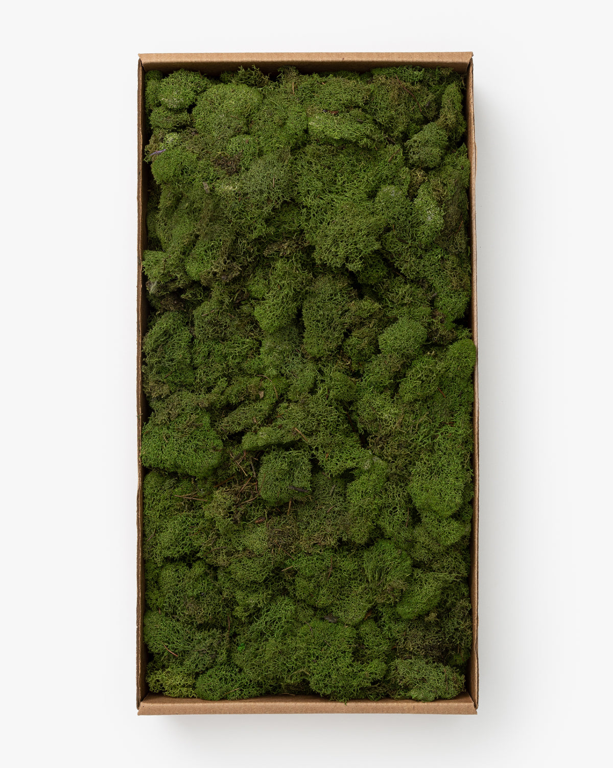 Dried Reindeer Moss
