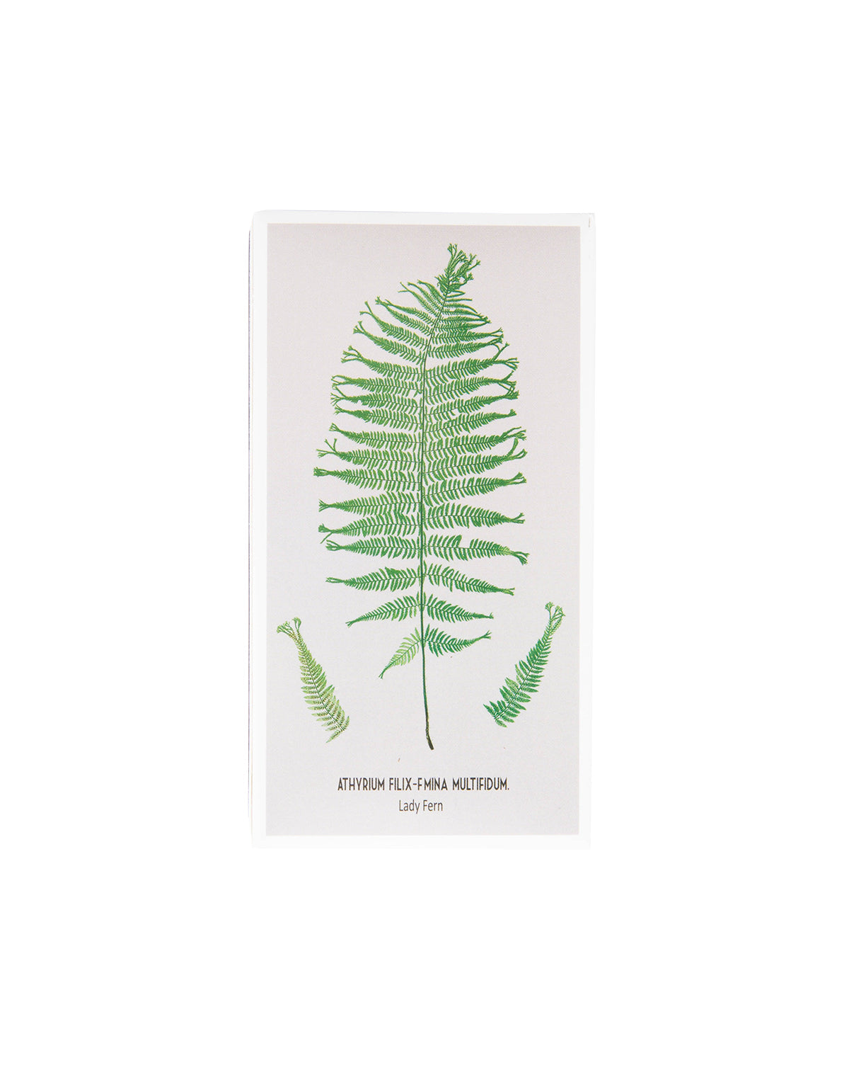 Fern Matchbox