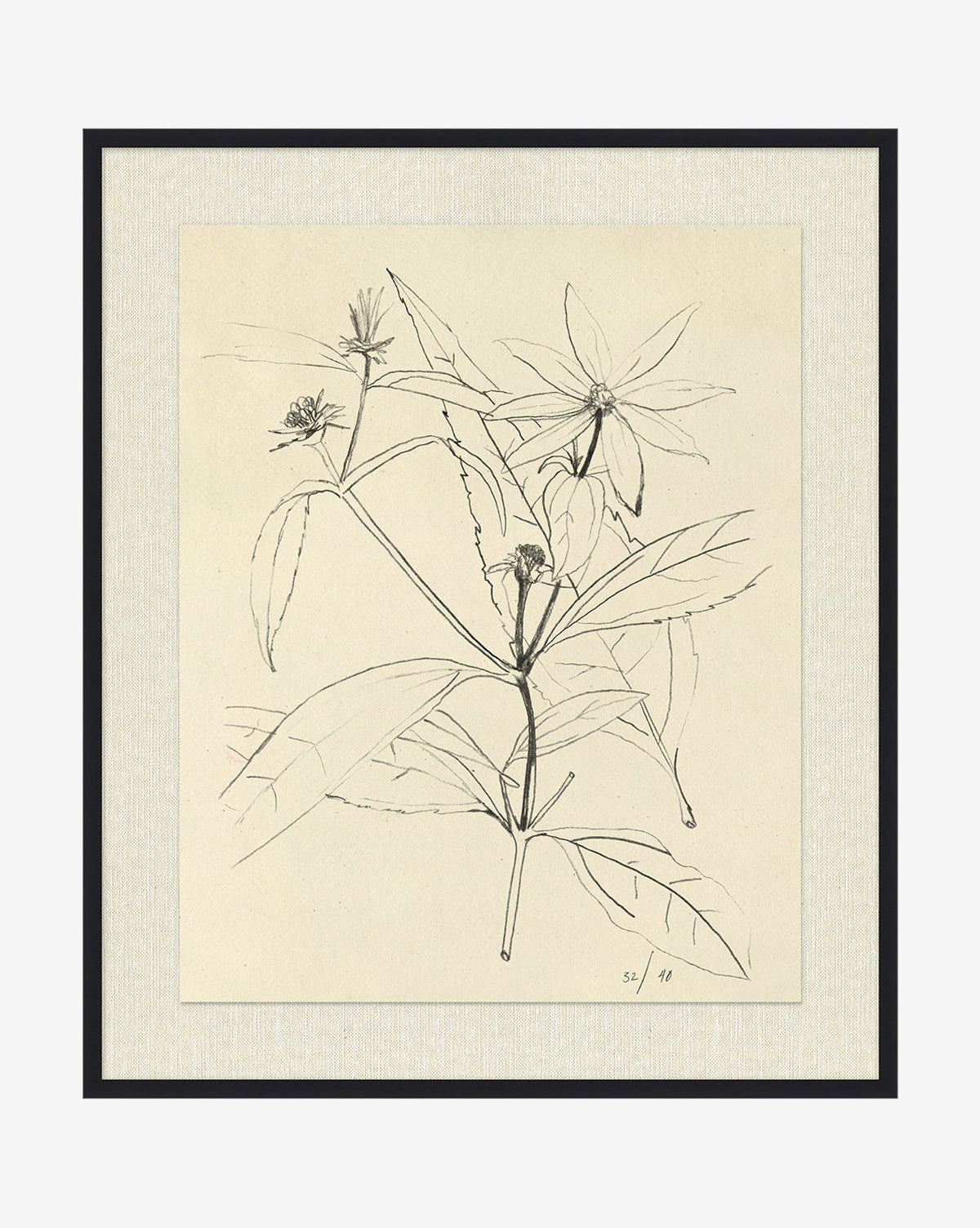 Floral Study 3
