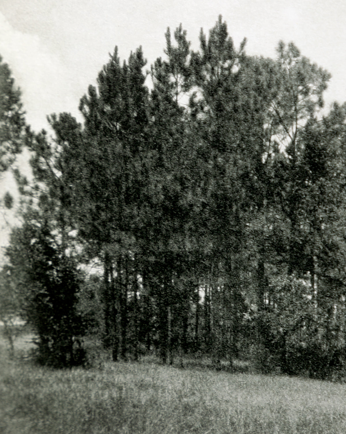 Muted Florida Pines by Carol Haymon: A black and white giclee print featuring tall pines on grassy ground with nearby shrubs beneath a cloudy sky.
