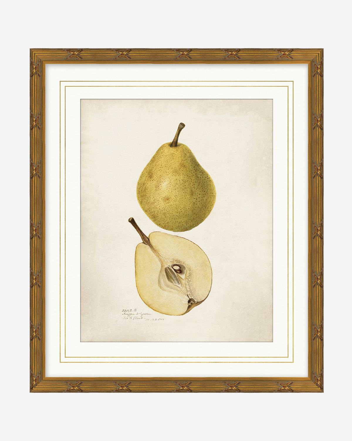 Pear Study: A timeless illustration of a whole and a halved yellow-green pear with seeds on a neutral background. Elegantly presented in a light brown gold wood frame by McGee & Co.