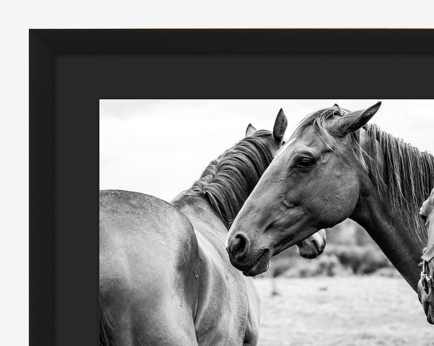 Photograph of Horses