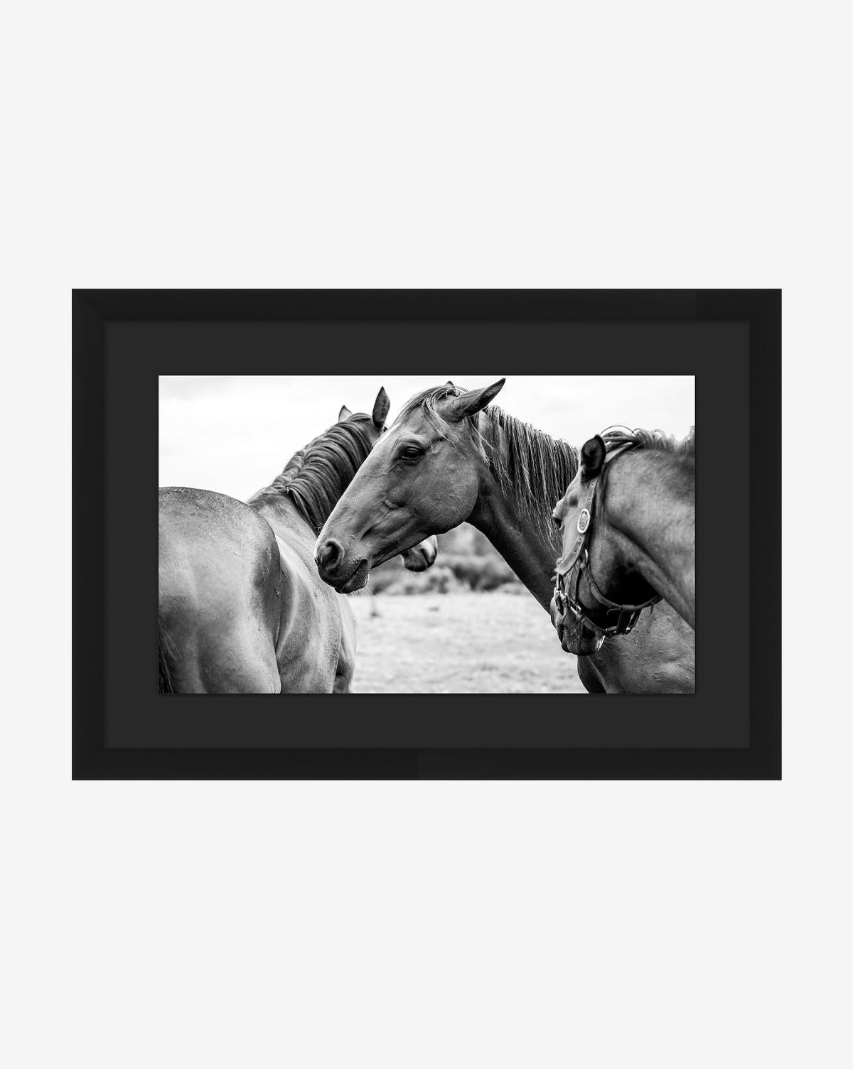 Photograph of Horses