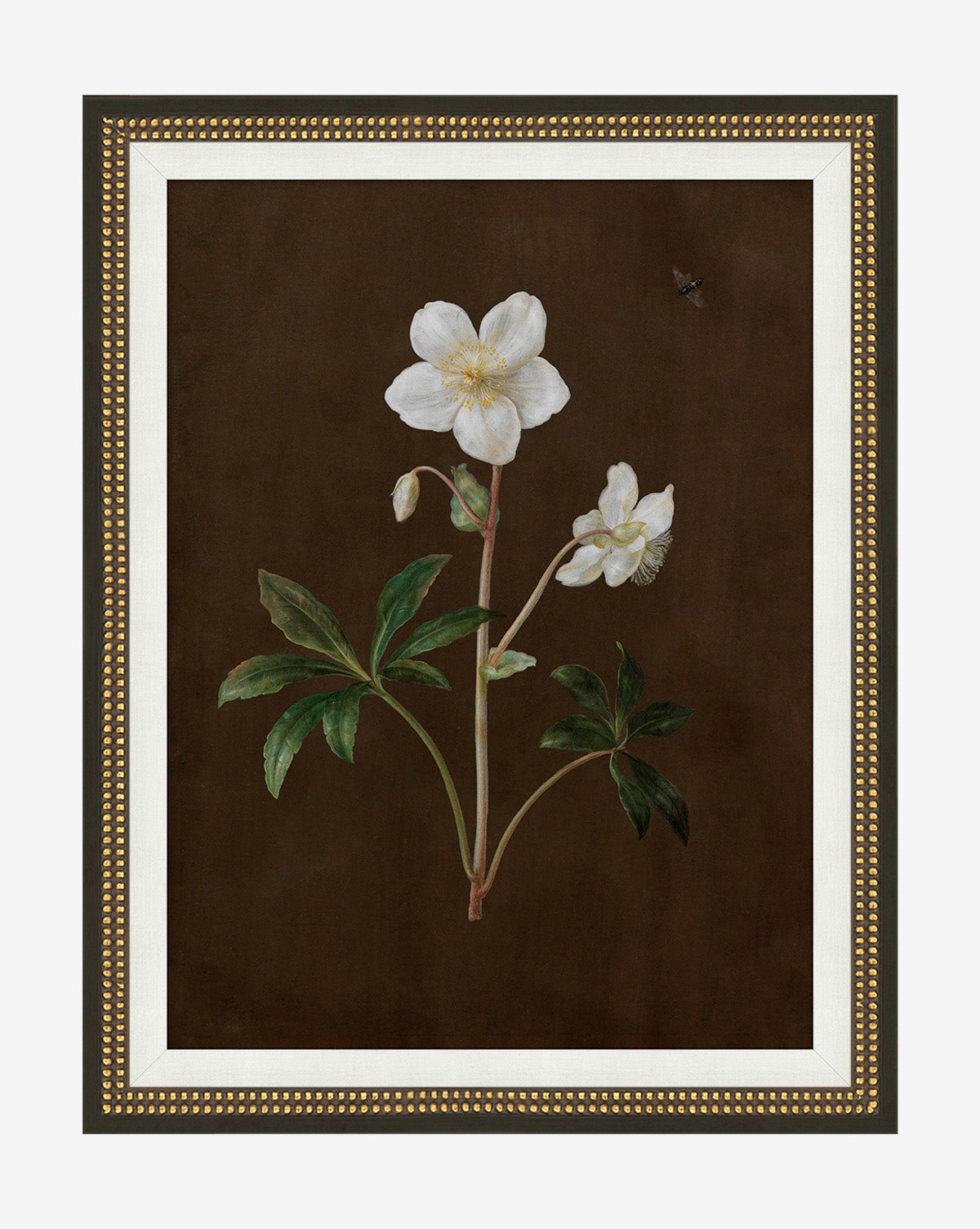 Sepia Sprouts II: A gallery-quality botanical print of a white flower with green leaves on a dark brown background, featuring a gold and white decorative border, framed in gold-finished wood, with a small insect near the upper right flower, by McGee & Co.