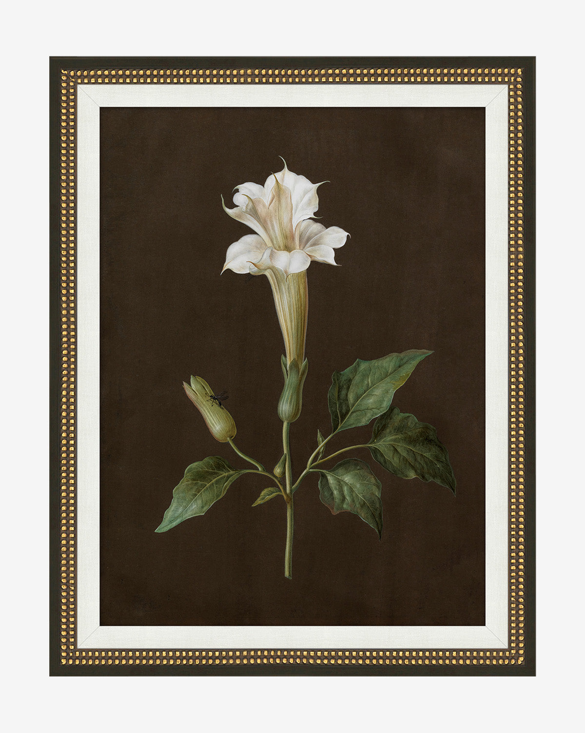 Sepia Sprouts IV is a gallery-quality botanical print showcasing a white trumpet-shaped flower, green leaves, and a bud on a dark background, elegantly framed in gold-finished wood with a decorative white and gold border, by McGee & Co.