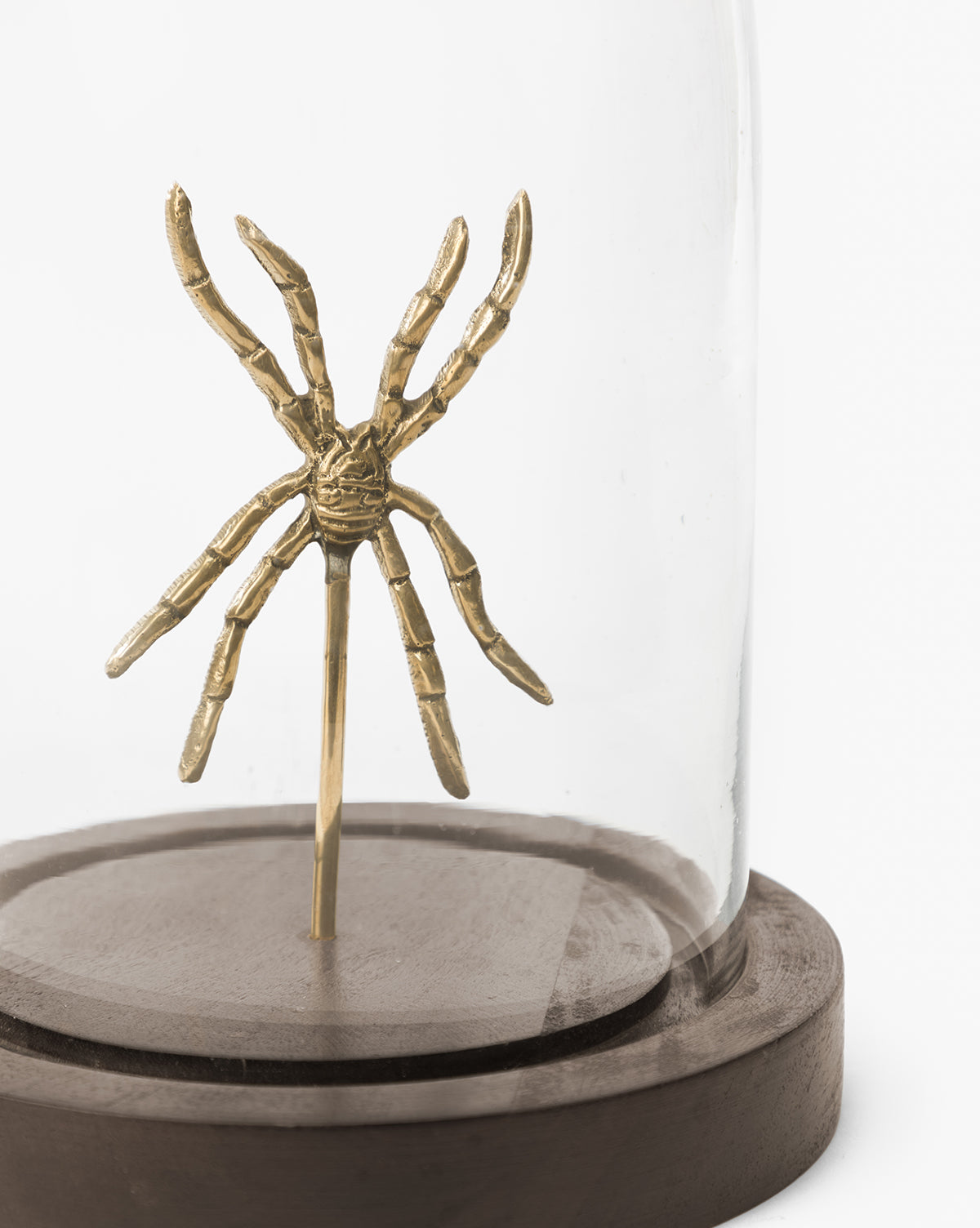 Spider Study