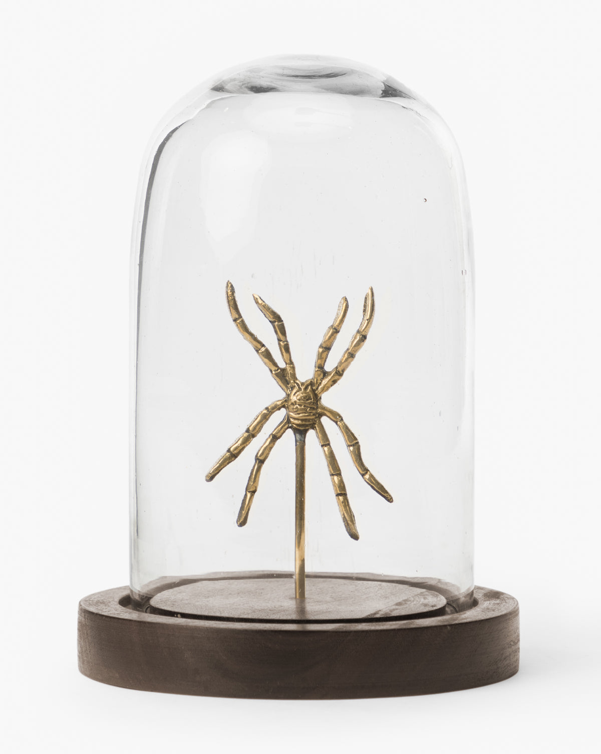 Spider Study