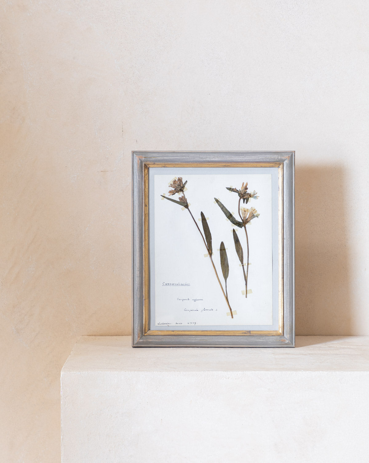 Vintage Pressed Flowers I