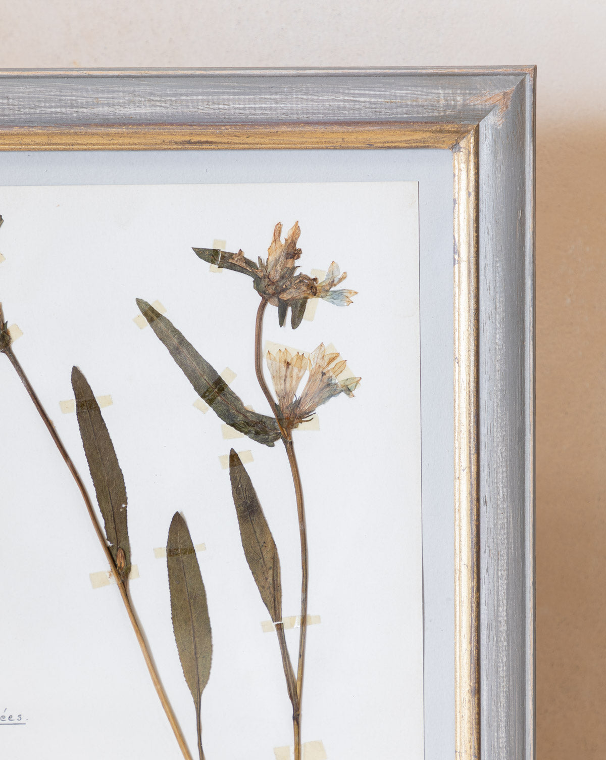 Vintage Pressed Flowers I
