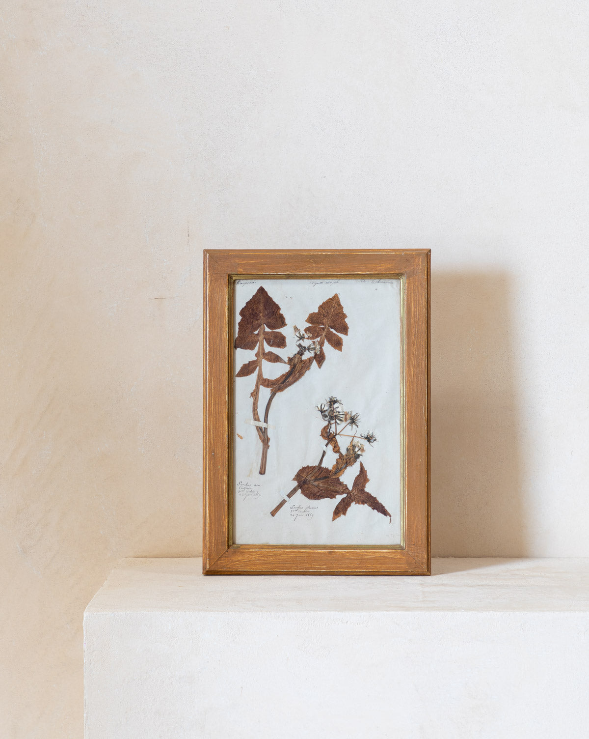 Vintage Pressed Leaves I